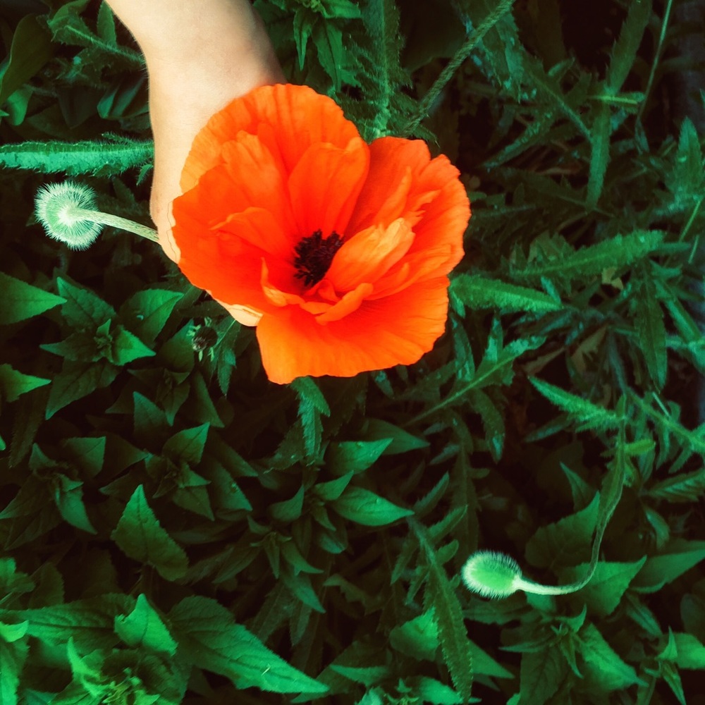 Meet your Posher, Laura